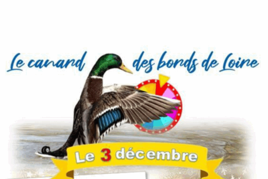 Les canards du Bords de Loire – novembre 2025