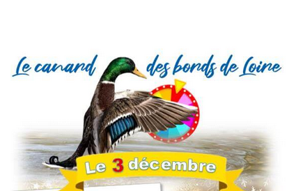 Les canards du Bords de Loire – novembre 2025